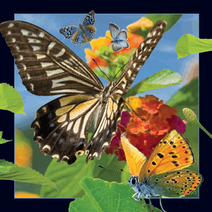 butterfly_lenticular_300px