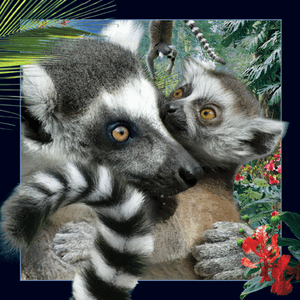 lemur_lenticular_300px
