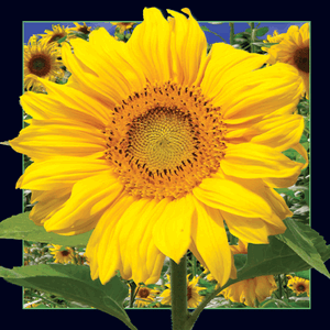 sunflower_lenticular_300px