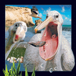 pelican_lenticular_300px
