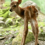 deer-ecolens lenticular